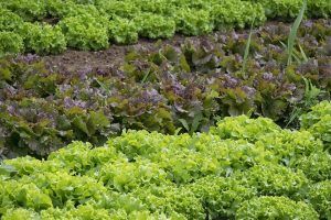 vegetables-861363_960_720